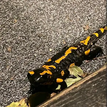 Holiday home W Gorach *