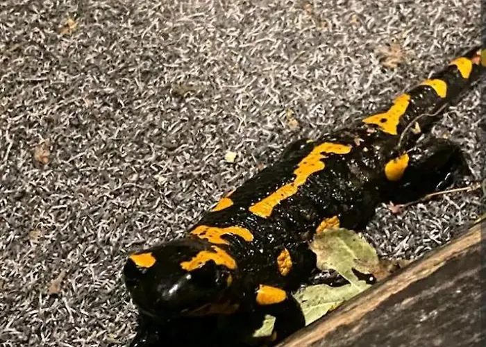 בית נופש W Gorach *